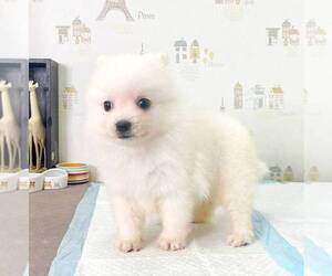 Japanese Spitz Puppy for sale in DALLAS, TX, USA