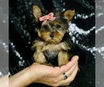 Small #5 Yorkshire Terrier
