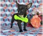 Small Photo #5 Chorkie Puppy For Sale in LANCASTER, PA, USA
