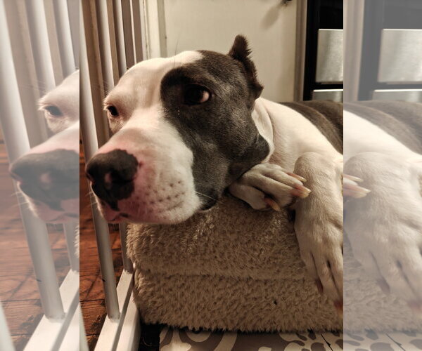 Medium Photo #19 American Pit Bull Terrier-Unknown Mix Puppy For Sale in Germantown, OH, USA