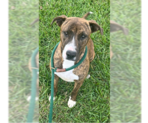 Elsa - Female American Pit Bull Terrier-German Shepherd Dog Mix Dog for Adoption - Photo #6
