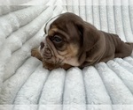 Small #5 English Bulldog