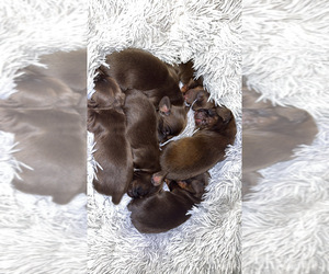 Dachshund Puppy for sale in HILLSBORO, KY, USA