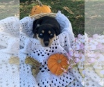 Puppy 4 Rottweiler-Sharberian Husky Mix