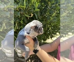 Small Photo #4 French Bulldog Puppy For Sale in VALLEJO, CA, USA