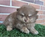 Small #19 Pomeranian