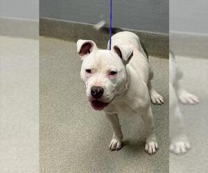 American Pit Bull Terrier-Unknown Mix Dogs for adoption in Las Vegas, NV, USA