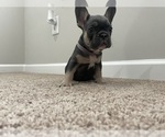 Small Photo #1 French Bulldog Puppy For Sale in FAIRBURN, GA, USA