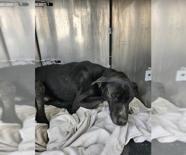 Medium Photo #1 Labrador Retriever-Unknown Mix Puppy For Sale in San Antonio, TX, USA