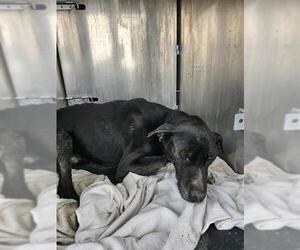 Labrador Retriever-Unknown Mix Dogs for adoption in San Antonio, TX, USA