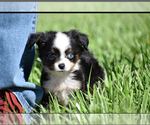 Small #6 Miniature Australian Shepherd