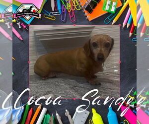 Dachshund Dogs for adoption in San Antonio, TX, USA