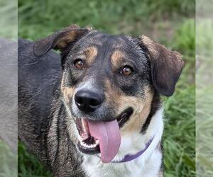 Australian Kelpie-Border Collie Mix Dogs for adoption in Plymouth, MN, USA