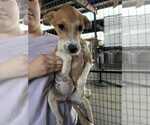 Small #6 Whippet Mix