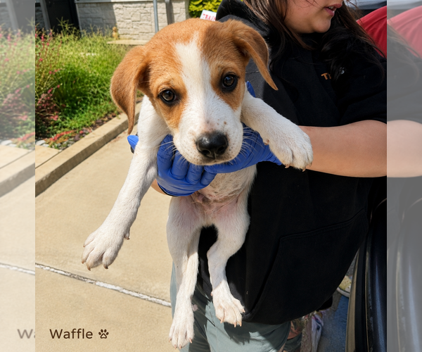 Medium Photo #1 Mutt Puppy For Sale in Sterling, MA, USA
