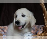 Small #3 English Cream Golden Retriever