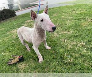 Bull Terrier Dogs for adoption in Riverside, CA, USA