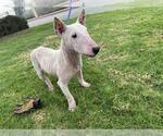 Small Bull Terrier