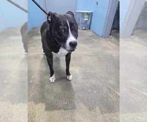 American Pit Bull Terrier Dogs for adoption in Evansville, IN, USA