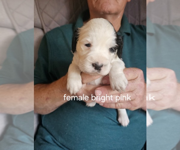 Medium Photo #3 English Springer Spaniel Puppy For Sale in LA CROSSE, WI, USA