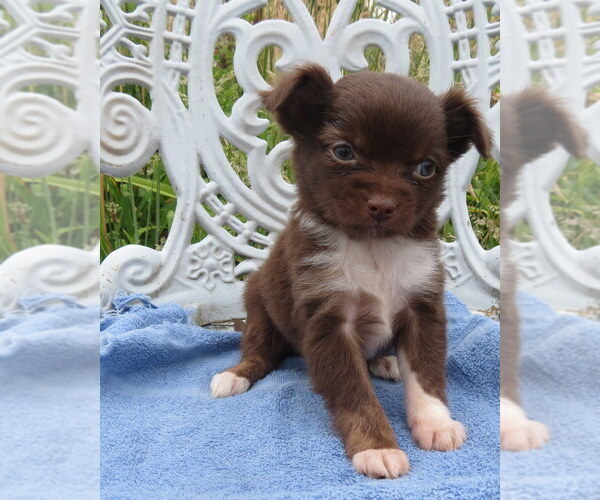 Medium Photo #14 Chihuahua Puppy For Sale in HAYES, VA, USA
