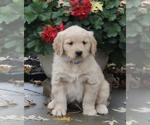 Golden Retriever Puppy for sale in FREDERICKSBURG, OH, USA