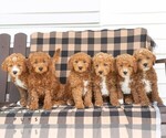 Small #1 Goldendoodle (Miniature)