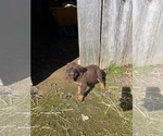 Small #4 Doberman Pinscher