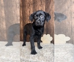Small Photo #2 Labrador Retriever Puppy For Sale in FRANKLIN, IN, USA
