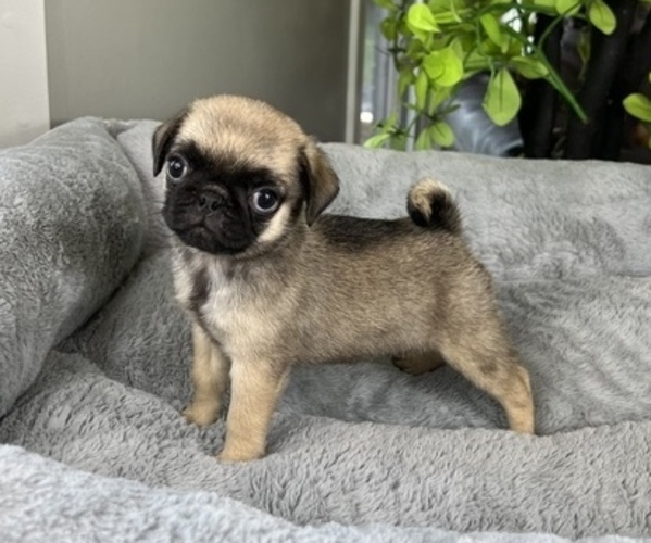 Medium Photo #1 Pug Puppy For Sale in FRANKLIN, IN, USA