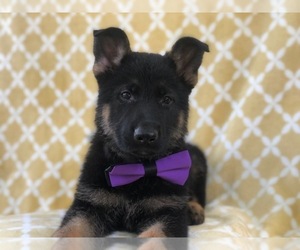 German Shepherd Dog Puppy for sale in LAKELAND, FL, USA