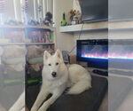 Small #4 German Shepherd Dog-Huskies  Mix