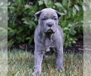 Cane Corso Puppy for sale in NARVON, PA, USA