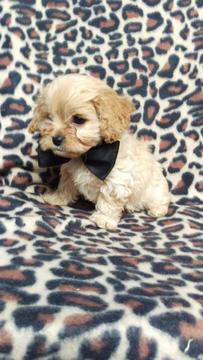 Medium Photo #4 Cavachon Puppy For Sale in EDEN, PA, USA