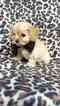 Small Photo #4 Cavachon Puppy For Sale in EDEN, PA, USA