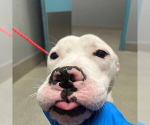 Mutt Dogs for adoption in Las Vegas, NV, USA