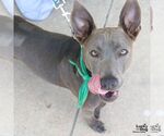 Small #5 Labrador Retriever Mix