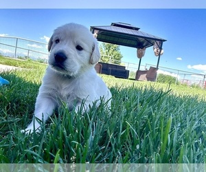 Golden Pyrenees Puppy for Sale in GREELEY, Colorado USA