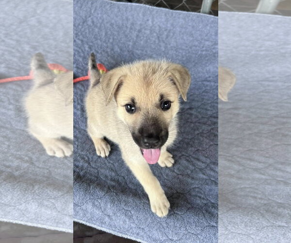 Medium Photo #1 German Shepherd Dog-Unknown Mix Puppy For Sale in Fort Worth, TX, USA