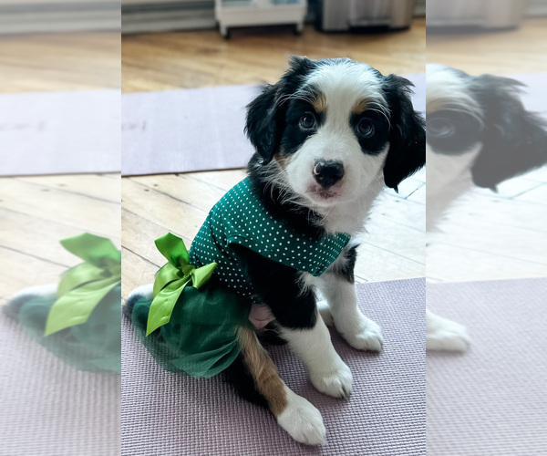 Medium Photo #8 Australian Shepherd-Bernedoodle Mix Puppy For Sale in MELROSE, NY, USA