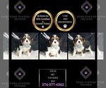 Small #1 Cavalier King Charles Spaniel