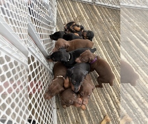 Doberman Pinscher Puppy for sale in SANGER, TX, USA