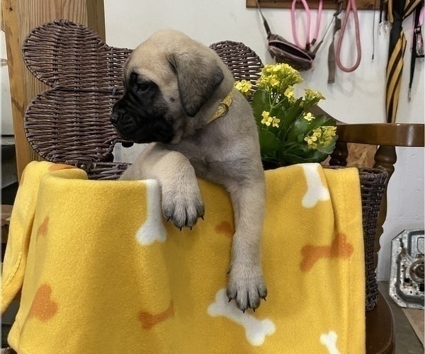 Medium Photo #6 Mastiff Puppy For Sale in BRUCETON MILLS, WV, USA