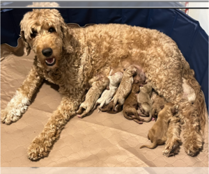 Mother of the Goldendoodle puppies born on 03/25/2024