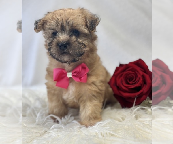 Medium Photo #8 Morkie Puppy For Sale in ROCK STREAM, NY, USA