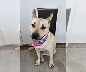 ZCL-D-Luna - Female Carolina Dog-German Shepherd Dog Mix Dog for Adoption - Photo #2