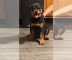 Rottweiler Puppy for sale in CHAMBERSBURG, PA, USA
