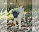Image preview for Ad Listing. Nickname: Daisy