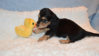 Small Photo #8 Dachshund Puppy For Sale in BENTON, AR, USA