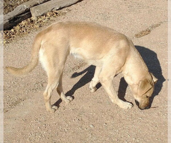 Medium Photo #11 Mutt Puppy For Sale in Apple Valley, CA, USA